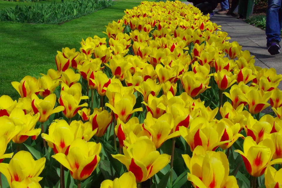 Keukenhof 5
