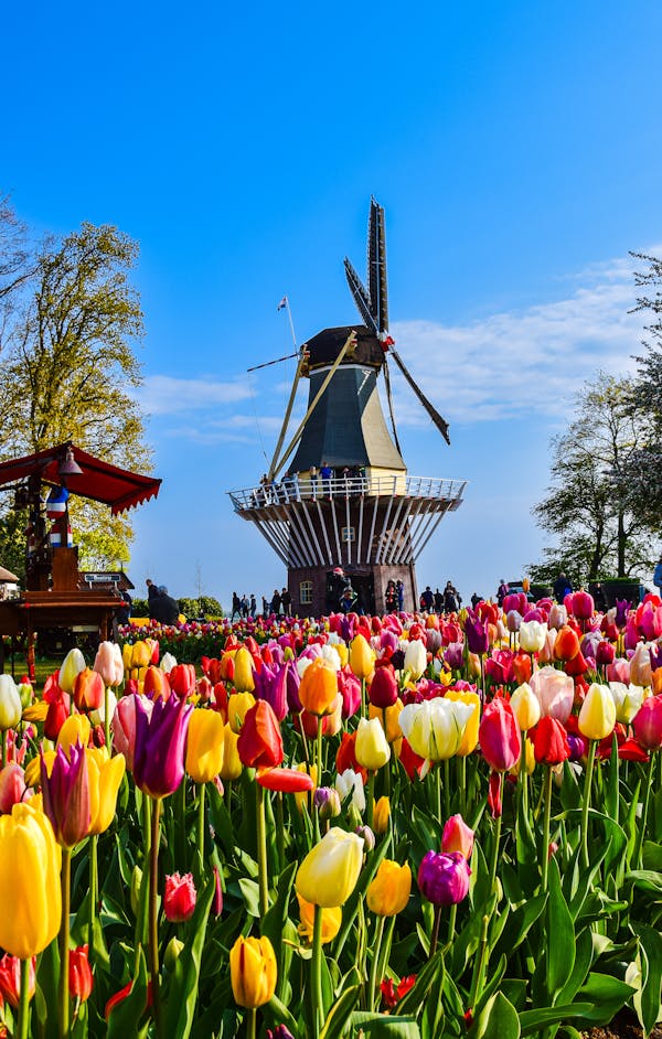 Keukenhof Molino