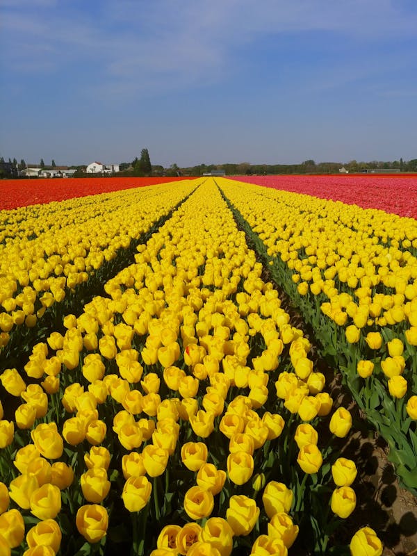 Keukenhof campo flores amarillo agricultura