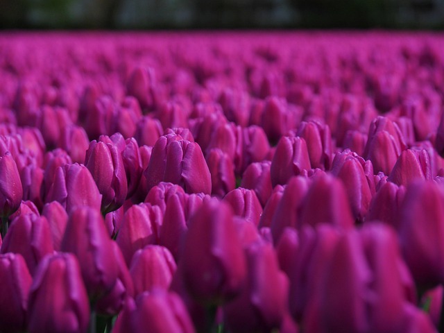 Keukenhof landscape