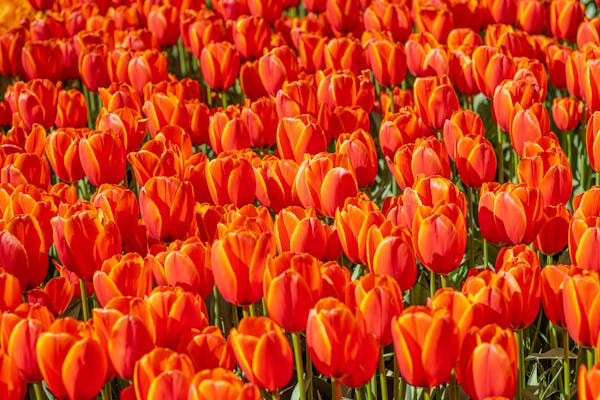 Keukenhof tulipanes naranjas