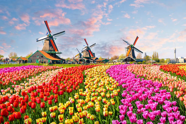 Keukenhof windmills